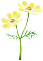 File:Yellow cosmos Big Flower icon.png