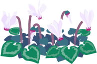 White cyclamen flowers icon.png