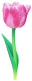 File:Red parrot tulip Big Flower icon.png
