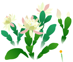 File:White orchid cactus flowers icon.png