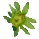File:Sunseed Berry leaves P2 texture.png