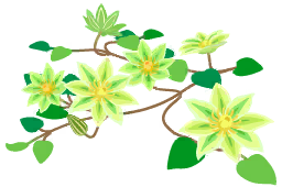 File:Yellow clematis flowers icon.png