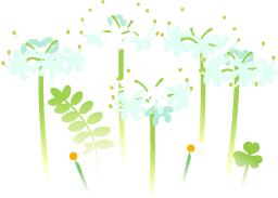 File:White spider lily flowers icon.png
