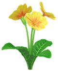 Yellow primrose Big Flower icon.