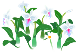 File:White cattleya flowers icon.png