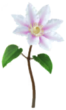 File:White clematis Big Flower icon.png