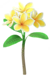 File:Yellow frangipani Big Flower icon.png