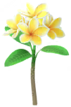 File:Yellow frangipani Big Flower icon.png