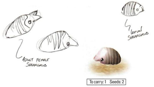 File:P1 Female Sheargrub Sketch.png