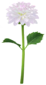 File:White dahlia Big Flower icon.png