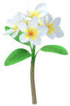 File:White frangipani Big Flower icon.png