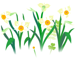 File:White daffodil flowers icon.png