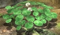 Clovers as they appear in Pikmin 3.
