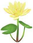 Yellow water lily big flower in Pikmin Bloom