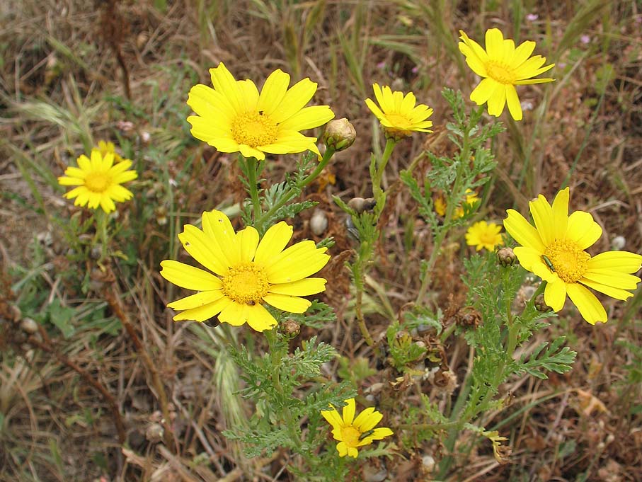File:Glebionis coronaria-real.jpg