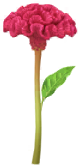 File:Red celosia Big Flower icon.png