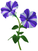 File:Blue petunia Big Flower icon.png
