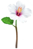 File:White hibiscus Big Flower icon.png