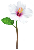 File:White hibiscus Big Flower icon.png