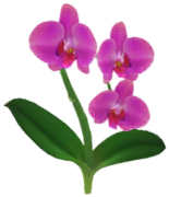 File:Red moth orchid Big Flower icon.png