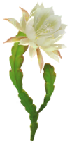 File:White orchid cactus Big Flower icon.png