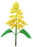 File:Yellow salvia Big Flower icon.png