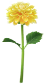 File:Yellow dahlia Big Flower icon.png