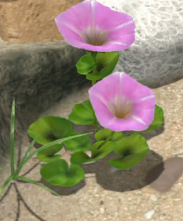 File:Morning-glory.png
