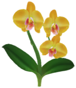 File:Yellow moth orchid Big Flower icon.png