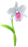 File:White cattleya Big Flower icon.png