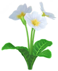 White primrose Big Flower icon.