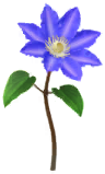 File:Blue clematis Big Flower icon.png