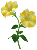 File:Yellow petunia Big Flower icon.png