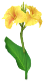 File:Yellow canna lily Big Flower icon.png