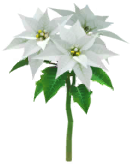 File:White poinsettia Big Flower icon.png