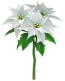 File:White poinsettia Big Flower icon.png