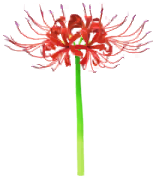File:Red spider lily Big Flower icon.png