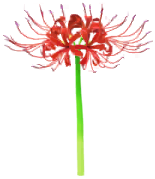 File:Red spider lily Big Flower icon.png