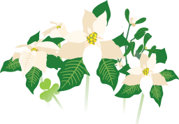 File:White poinsettia flowers icon.png