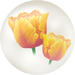 Yellow parrot tulip nectar from Pikmin Bloom.