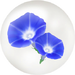 Blue morning glory nectar in Pikmin Bloom.