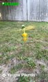 A Yellow Pikmin.