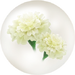 White marigold nectar from Pikmin Bloom.