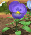 A purple pansy in Pikmin 3.