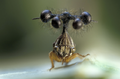 The Brazilian Treehopper, a real world insect that bears a striking resemblance to the Dirigibug.