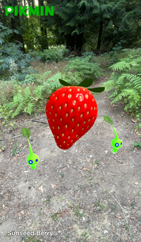 Pikmin Finder Sunseed Berry.png