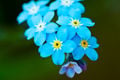 A real life forget-me-not plant.