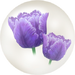 Blue parrot tulip nectar from Pikmin Bloom.