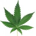Marijuana leaf (real world).jpg