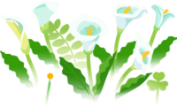 White calla lily flowers icon.png